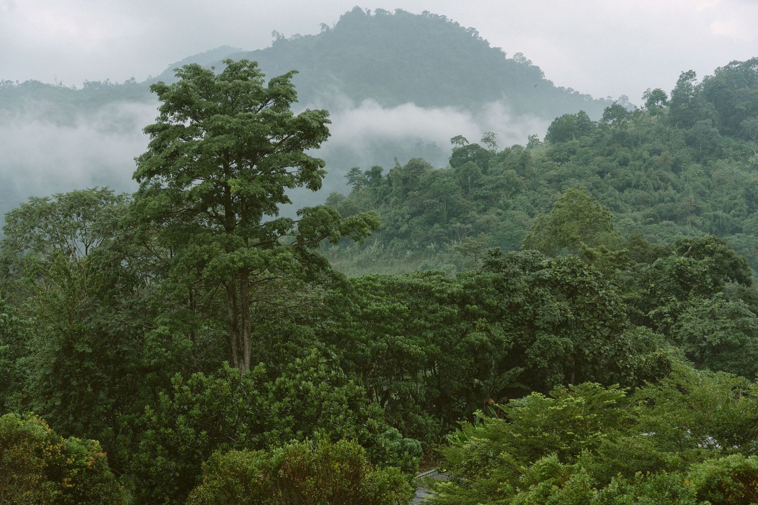 A misty green mountain landscape with lush forest canopy and fog rolling over the tropical treetops in dramatic layers.