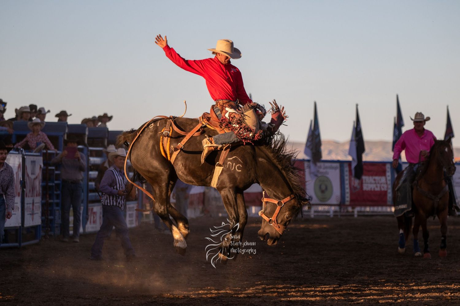 Rodeo action with a bronc rider in red shirt competing on bucking horse at sunset, kicking up dust in arena.