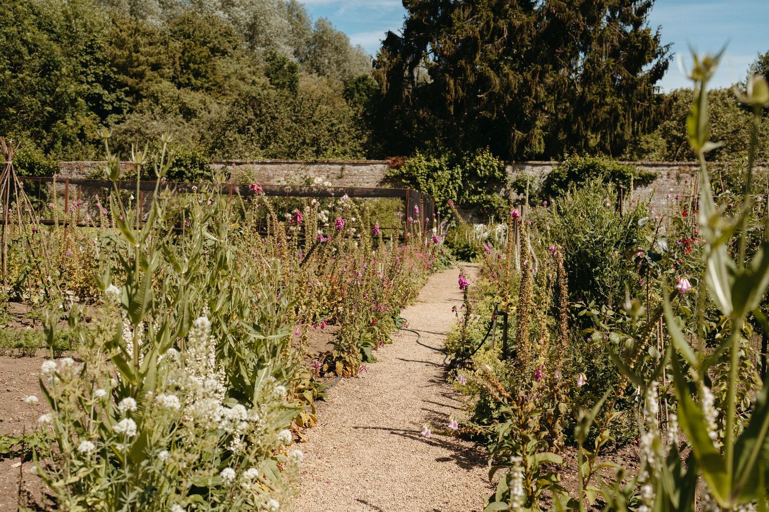 Garden pathway surrounded by tall flowering plants and green foliage.
