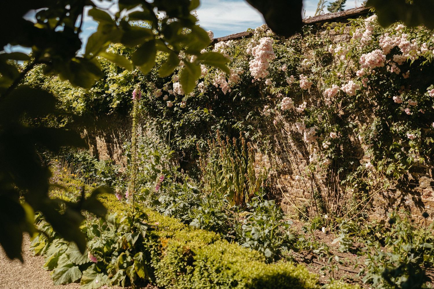 Rose bushes and garden flowers bloom against a rustic stone wall backdrop.