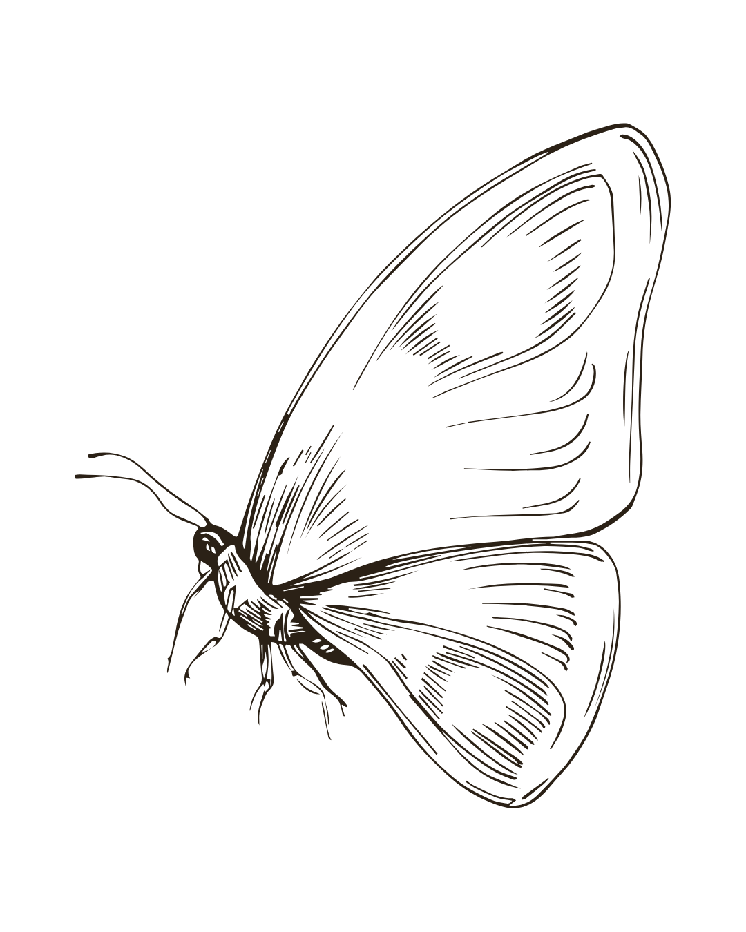 Detailed brown butterfly illustration with wing patterns and antennae on black background.