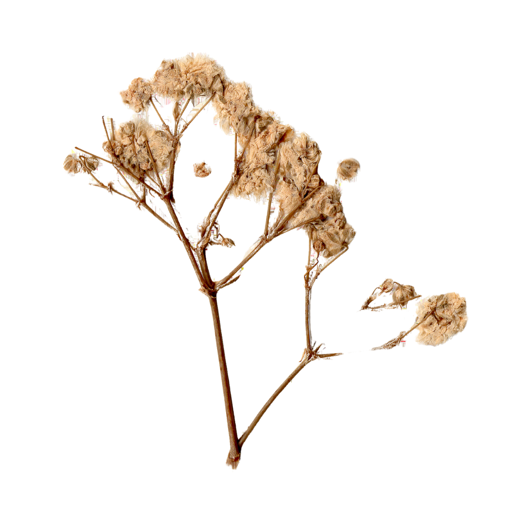 Dried brown floral branch with delicate stems and clusters isolated on white background.