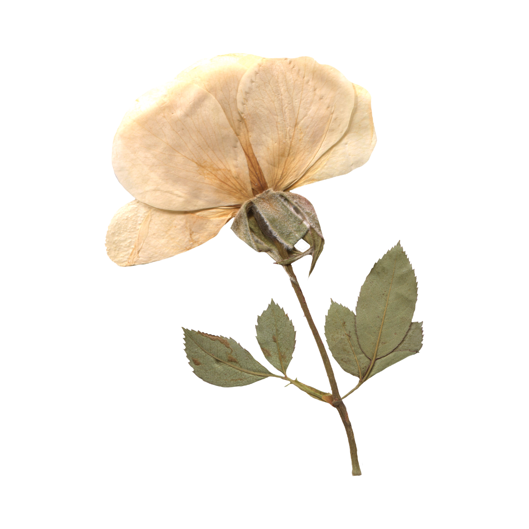 Pressed and dried vintage rose flower with pale beige petals and green leaves on a stem against white background.
