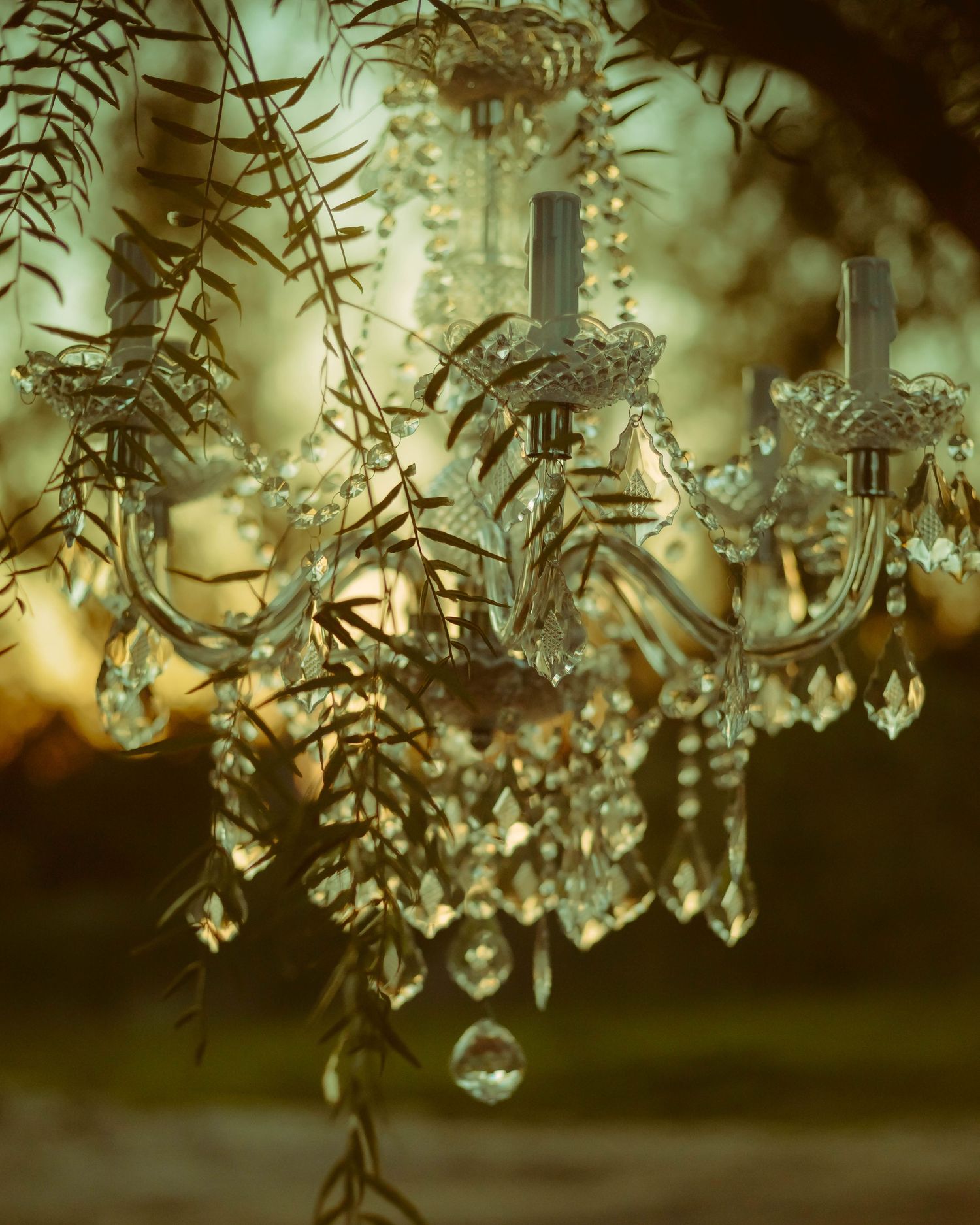 Crystal chandelier hanging among green foliage with bokeh lights for the dreamy outdoor mini sessions in San Dimas, CA.