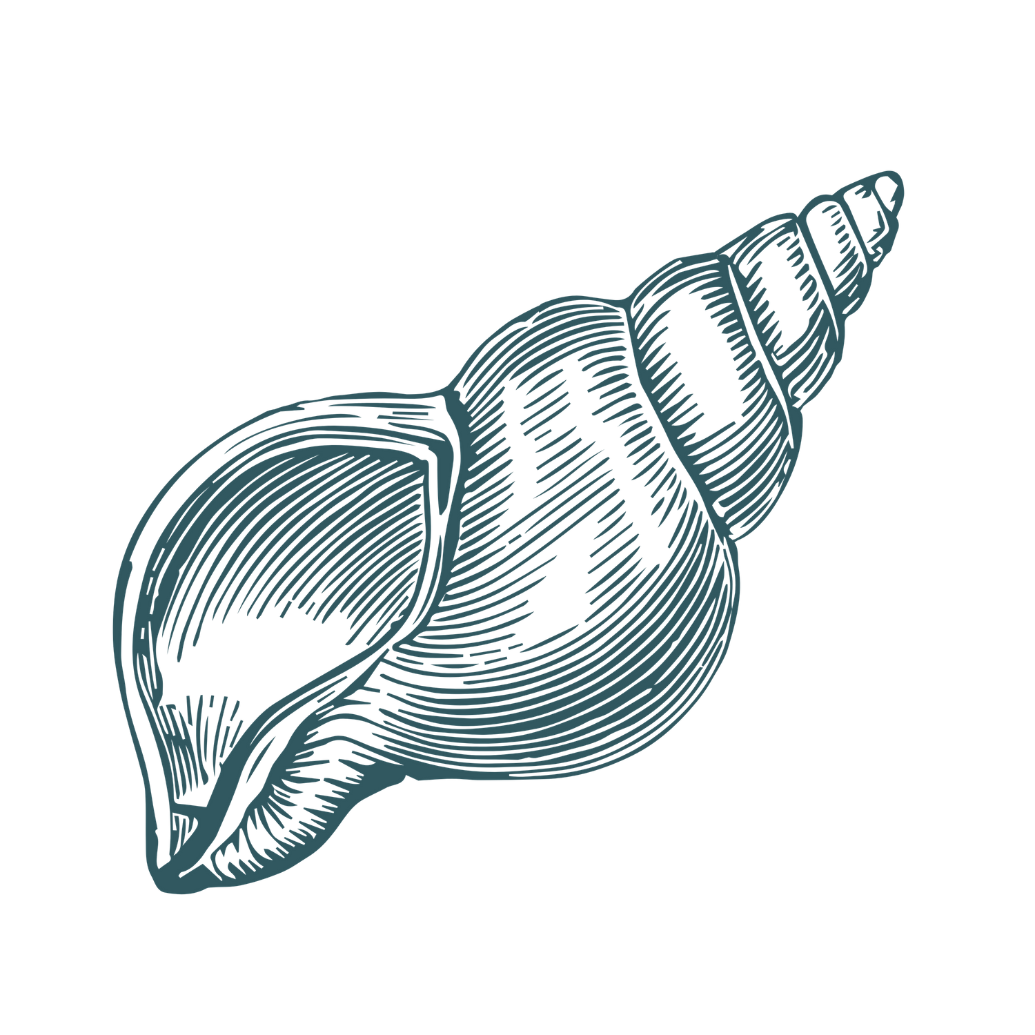 Vintage teal illustration of a spiral seashell with detailed line work against a black background.