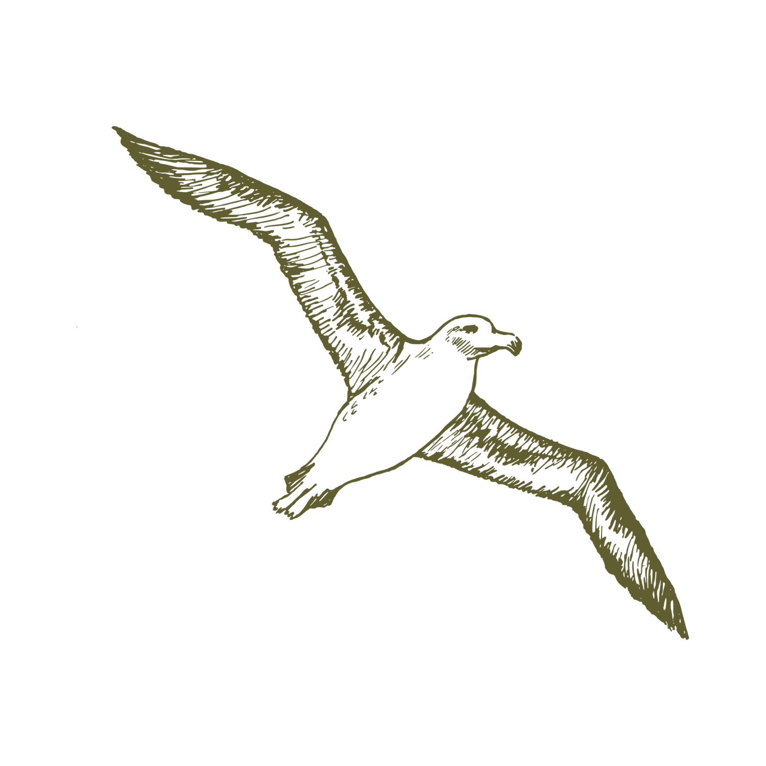 Seagull art outline icon.