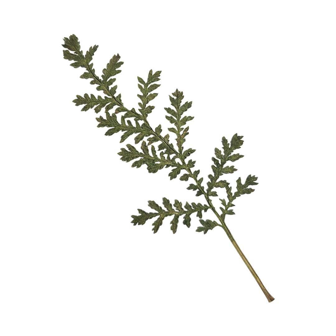 Delicate green fern branch with small leaflets pressed against white background.