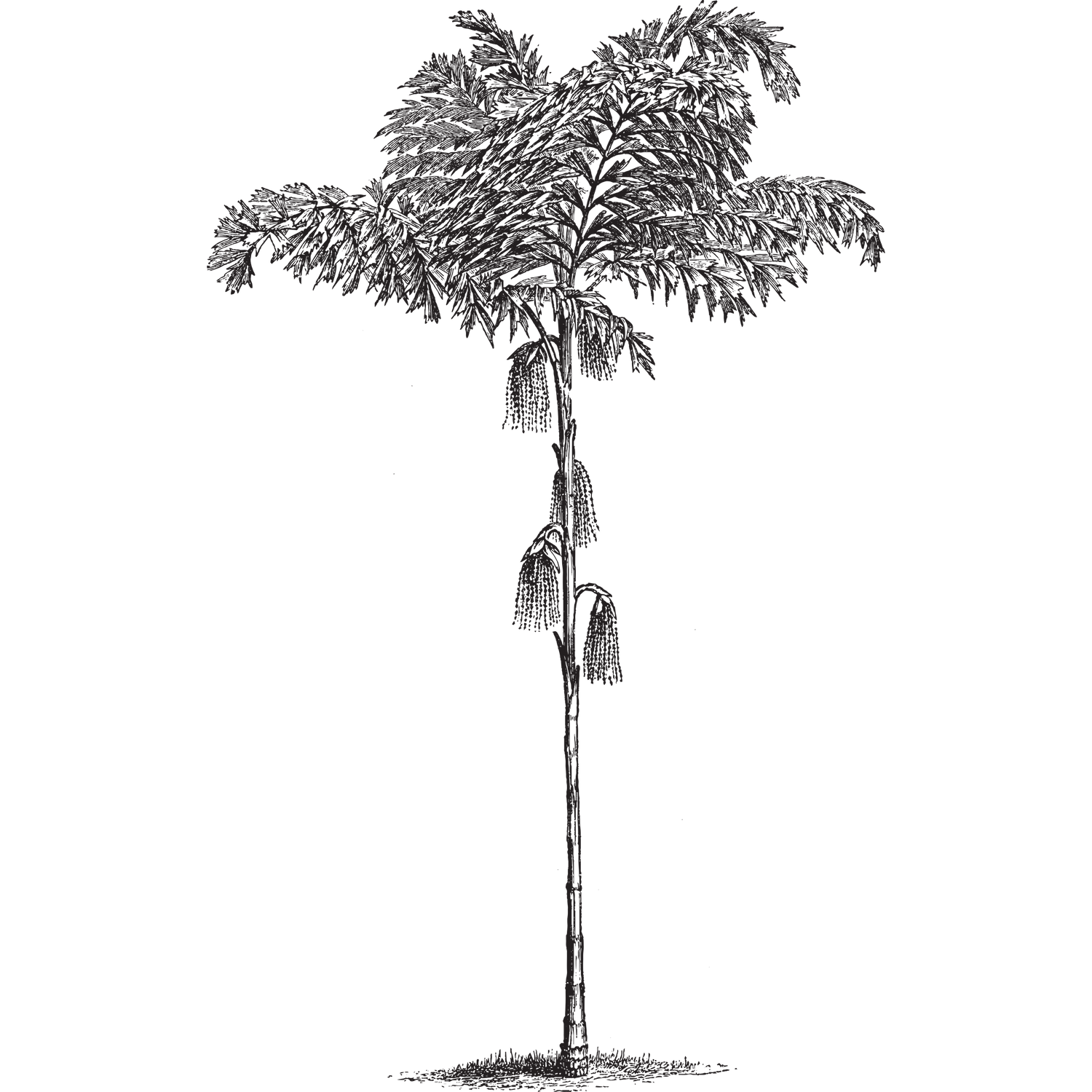 A tall palm tree silhouette with fronds at the top against a dark background.