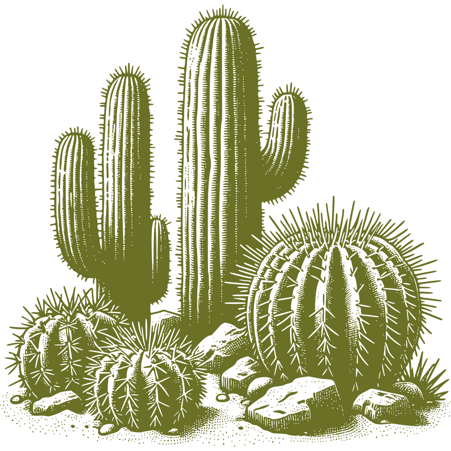 Illustration of green desert cactus plants including saguaro and barrel cacti arranged in a natural grouping.