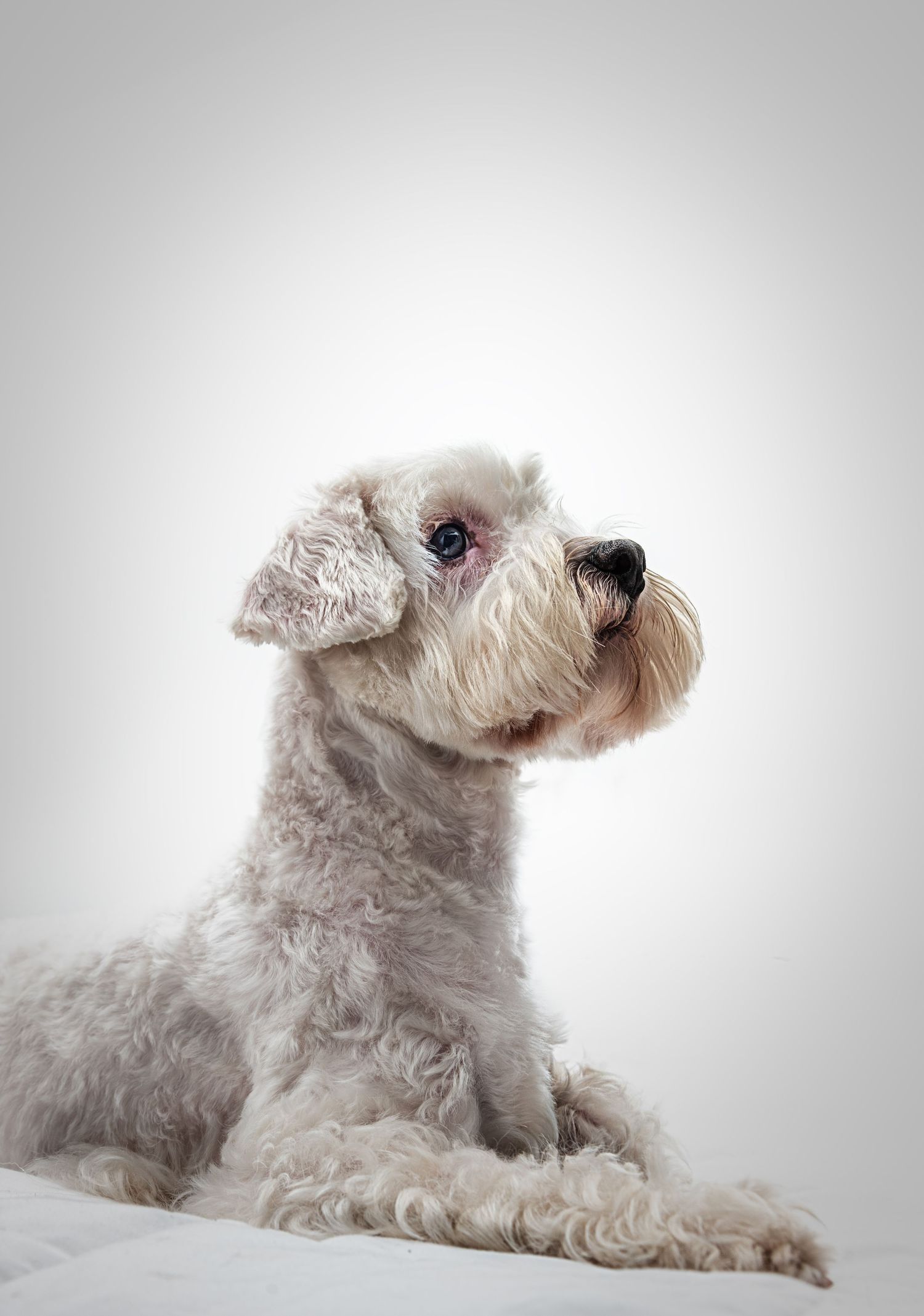 White fluffy dog sitting in regal pose against light grey background.