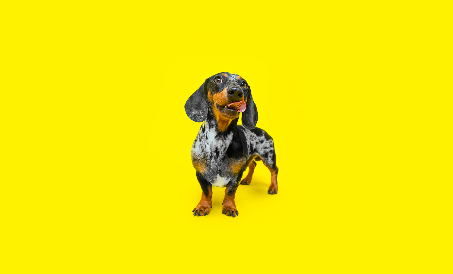 Pet photography DC
