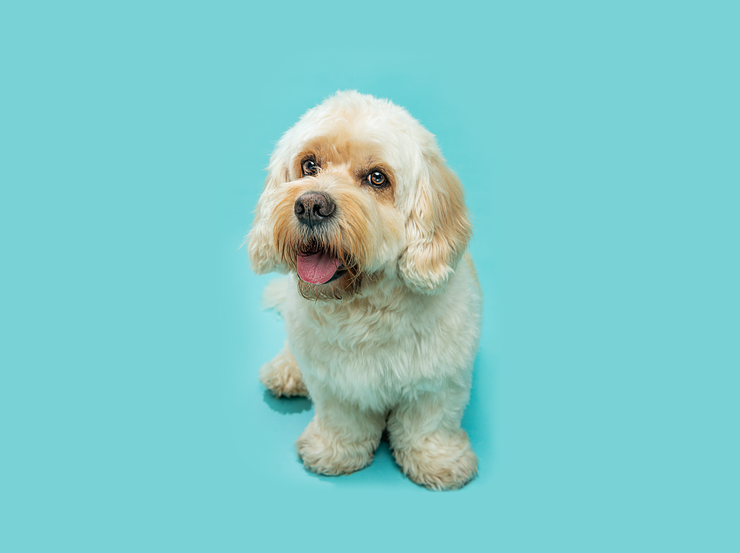 Pet photography DC