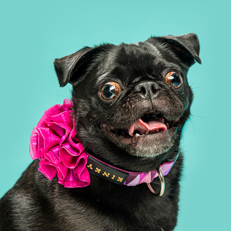 Pet photography DC