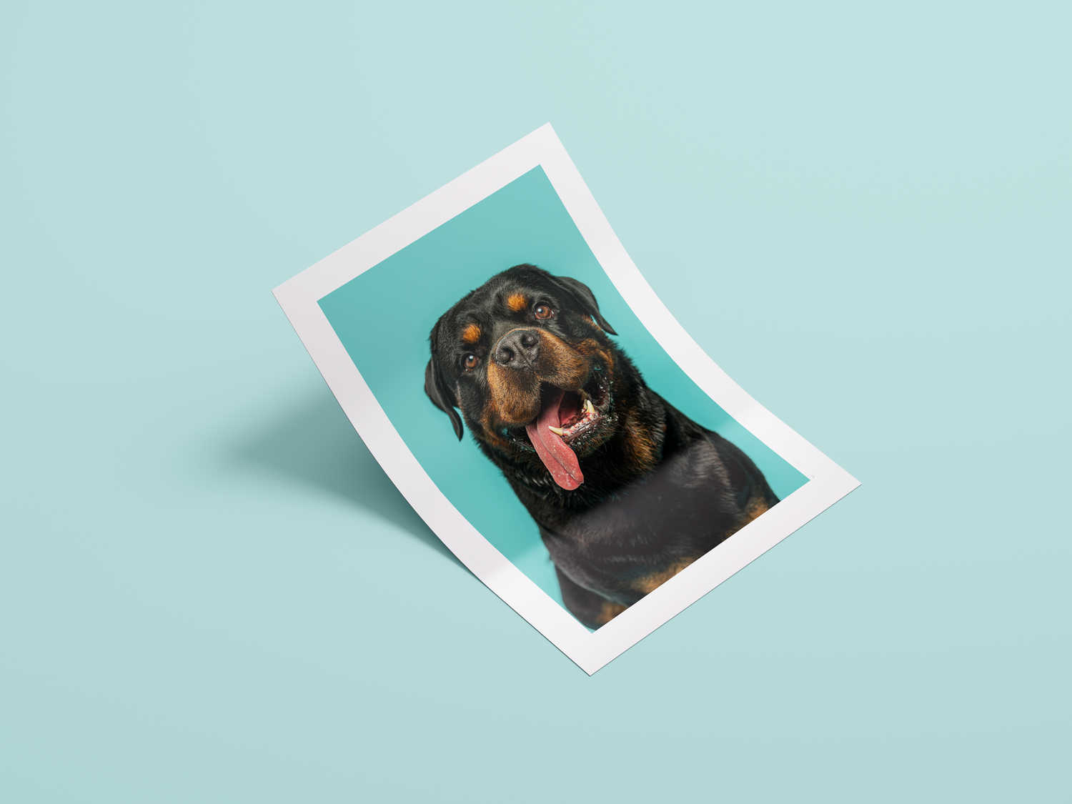 Pawever Moments Studio Pet photography DC
