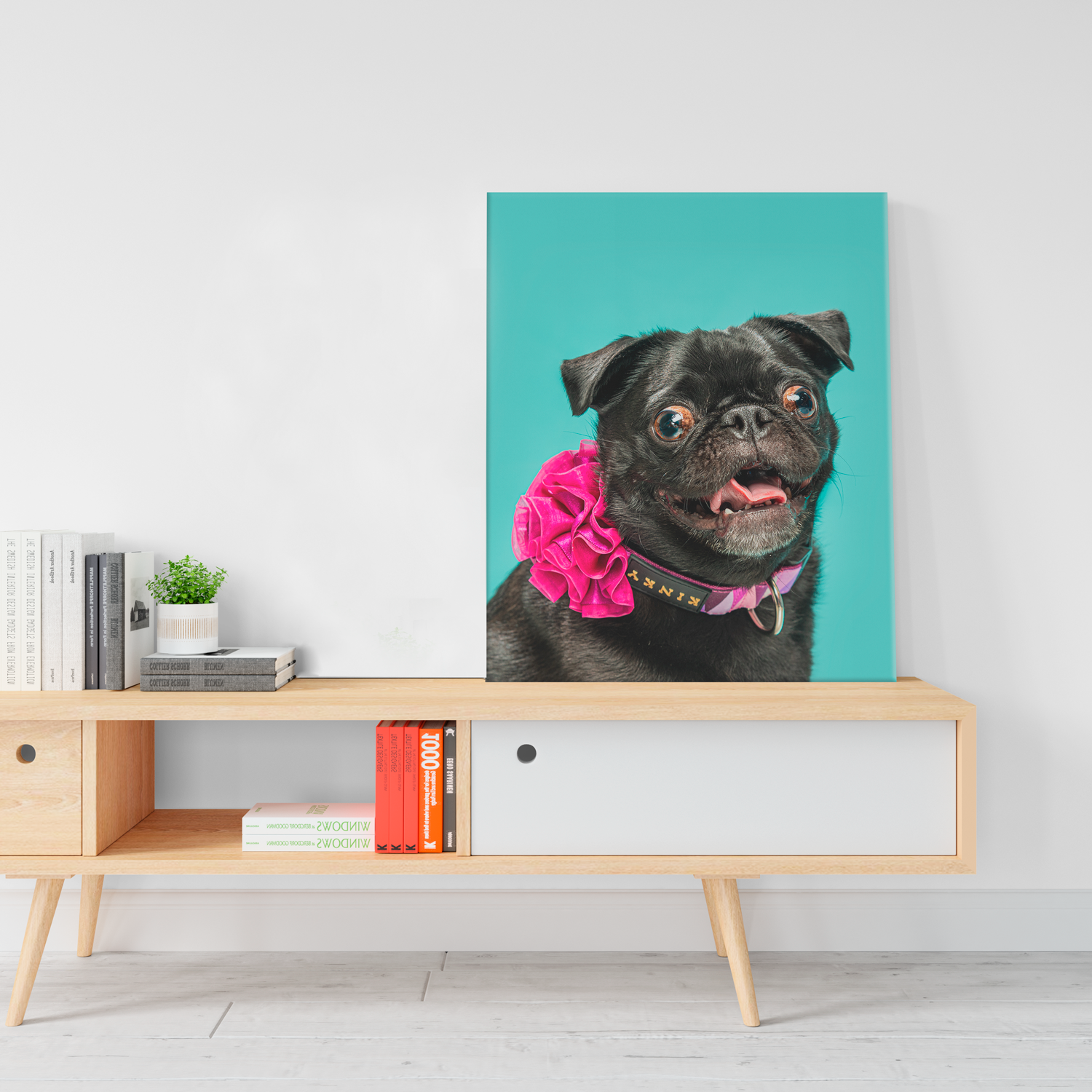 Pet photography DC