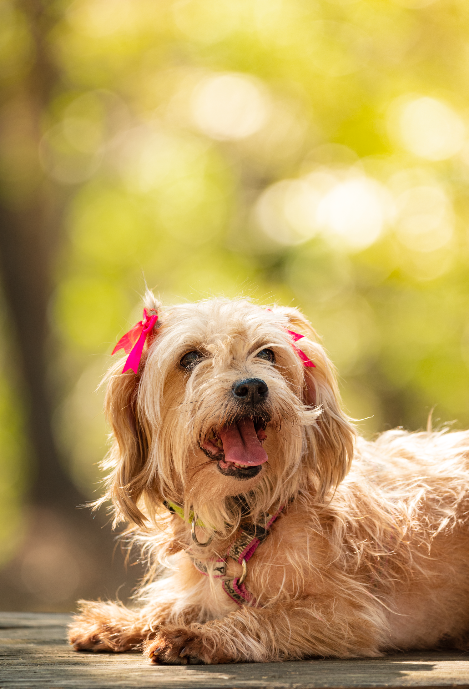A happy golden-colored dog with pink bows in its fur lies on a wooden surface in nature.