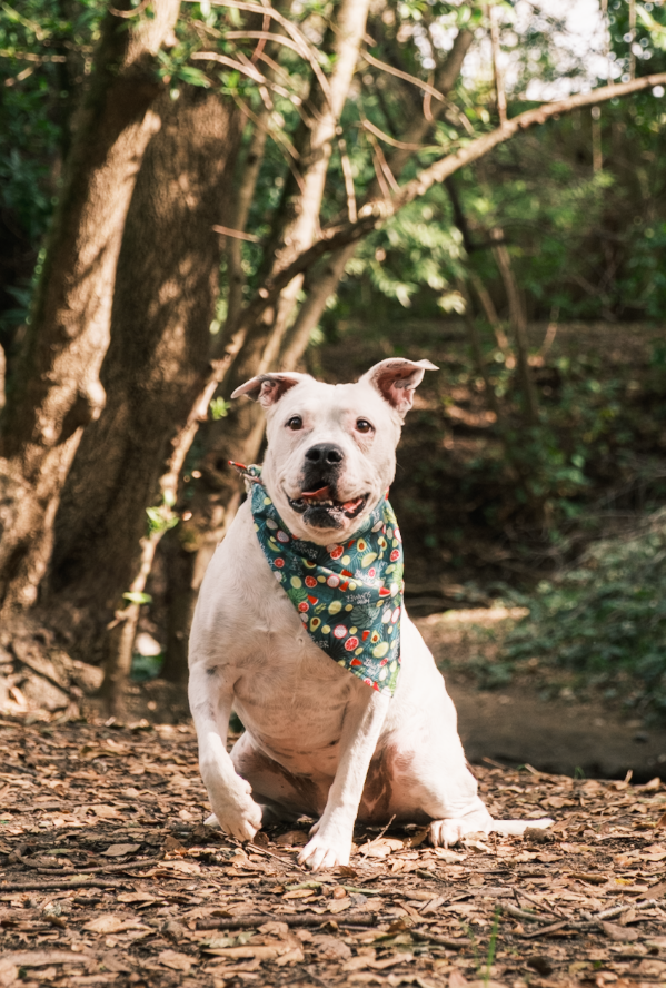 Happy white pitbull wearing a floral bandana sits on forest trail with sunlit trees in background.