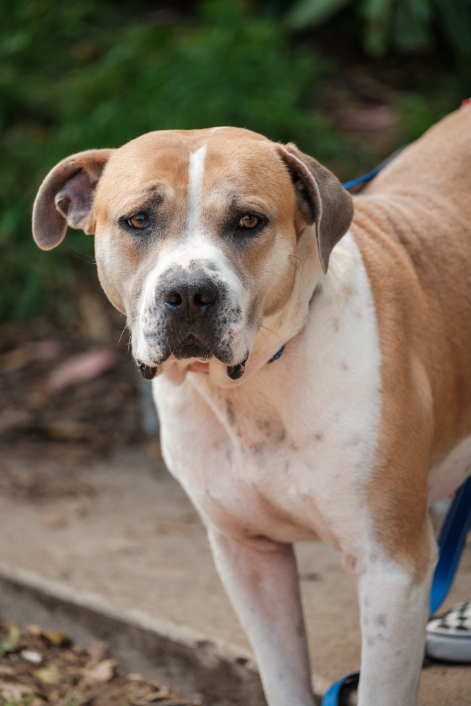 A tan and white pit bull mix dog with a gentle expression stands outdoors wearing a blue collar.