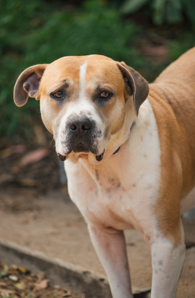 A tan and white mixed breed dog with a muscular build and floppy ears looks directly at the camera with intense blue eyes.