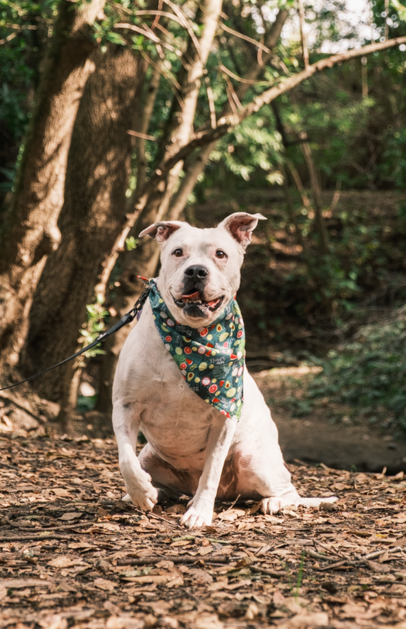 White pitbull dog wearing festive green bandana sits on forest trail smiling at camera in natural outdoor setting.