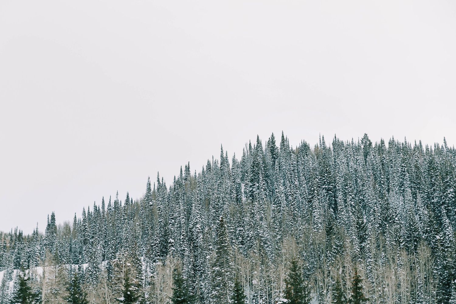 Snow-covered evergreen trees line a mountainside during winter creating a serene forest landscape.