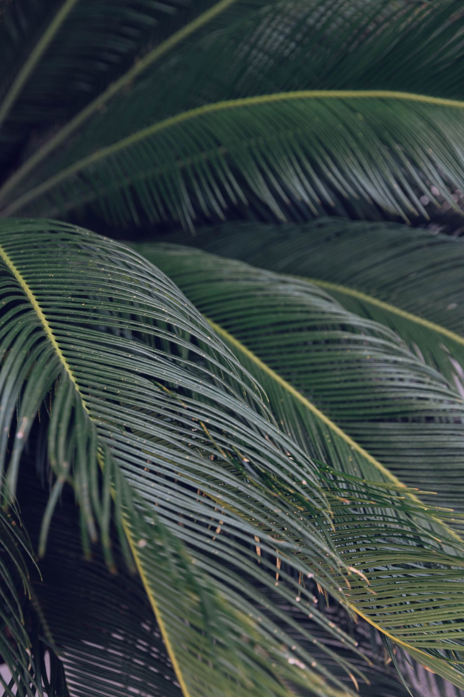 Close-up detail of dark green palm fronds with delicate feather-like texture.