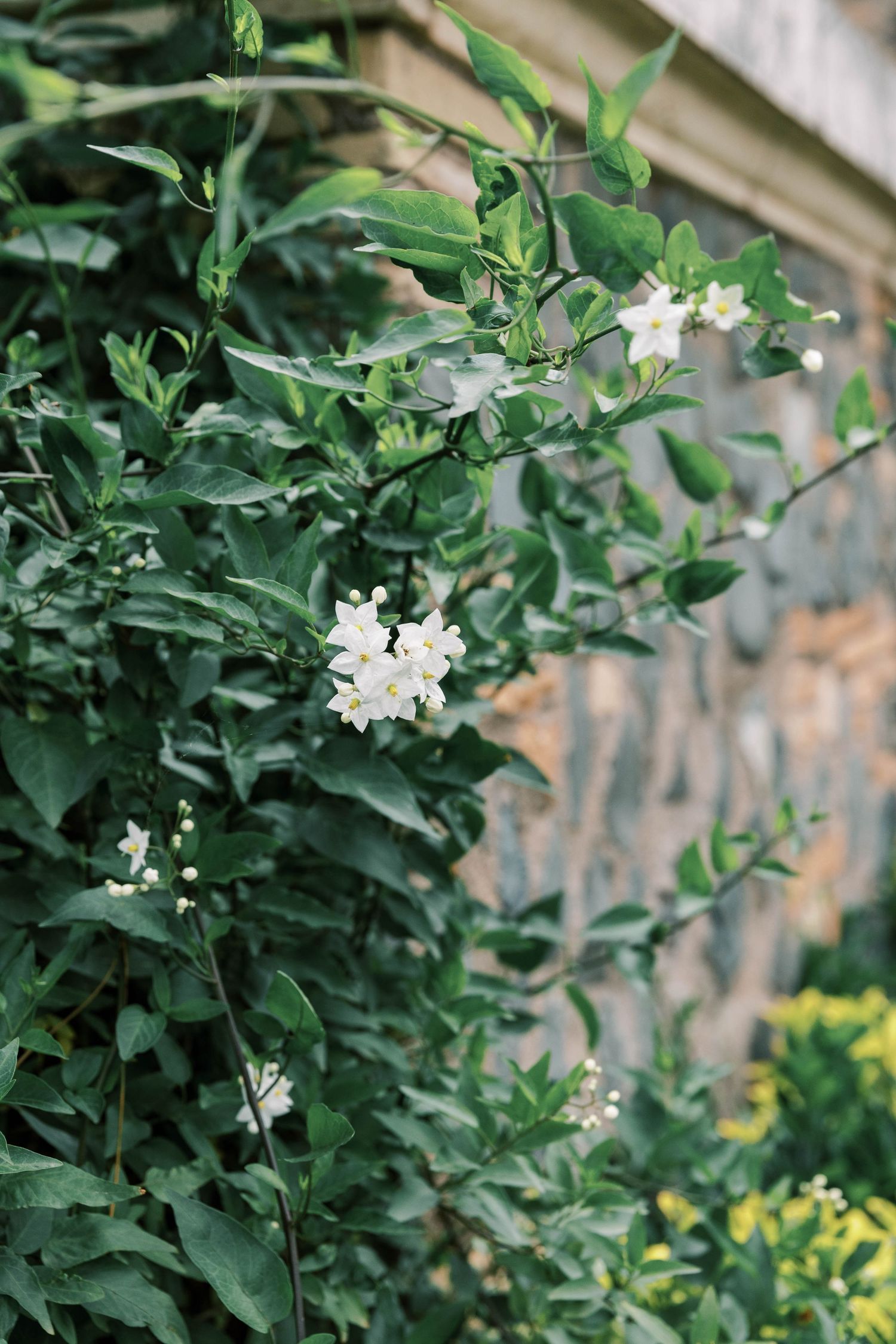 White jasmine flowers bloom among green leaves against a stone wall.