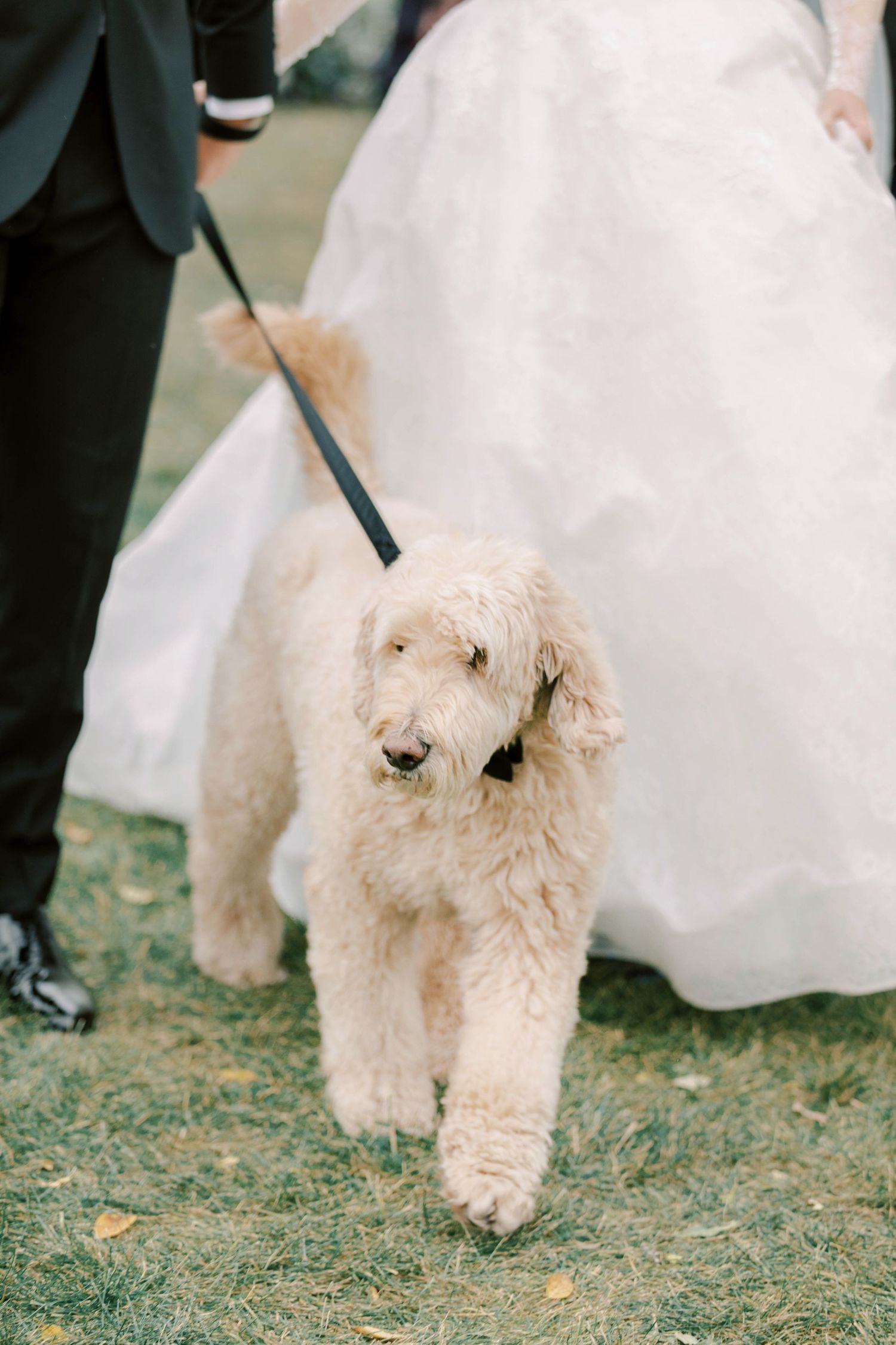 A fluffy golden doodle dog on leash walks near bride's wedding dress during ceremony.