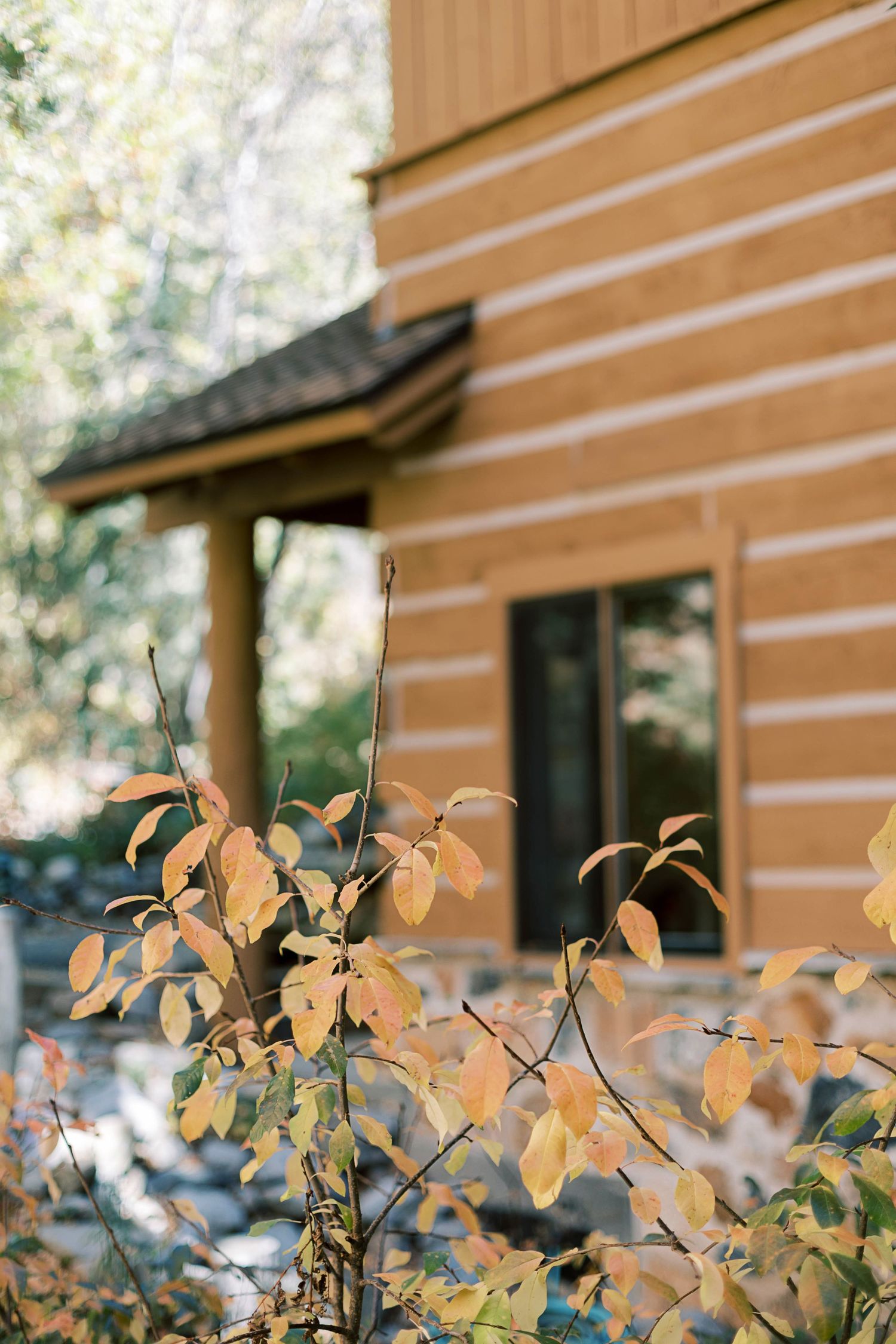 Autumn leaves against a rustic log cabin exterior with sunlit wooden siding.
