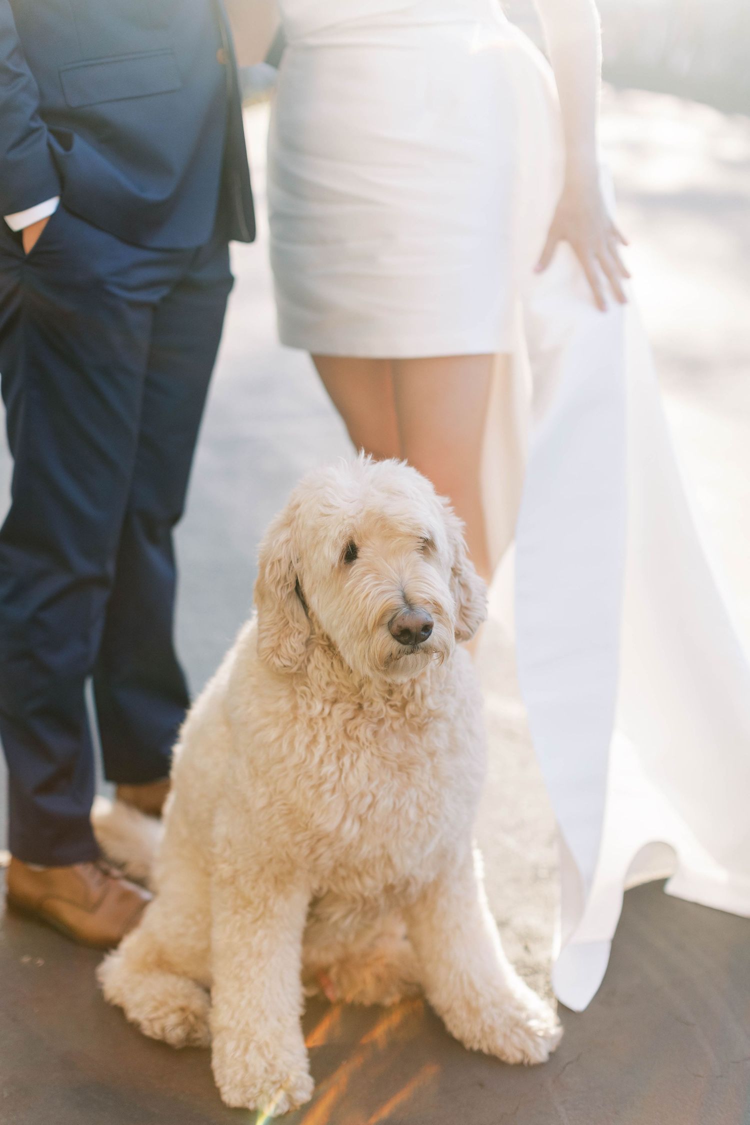 Fluffy white goldendoodle dog sitting between bride and groom during wedding photos.