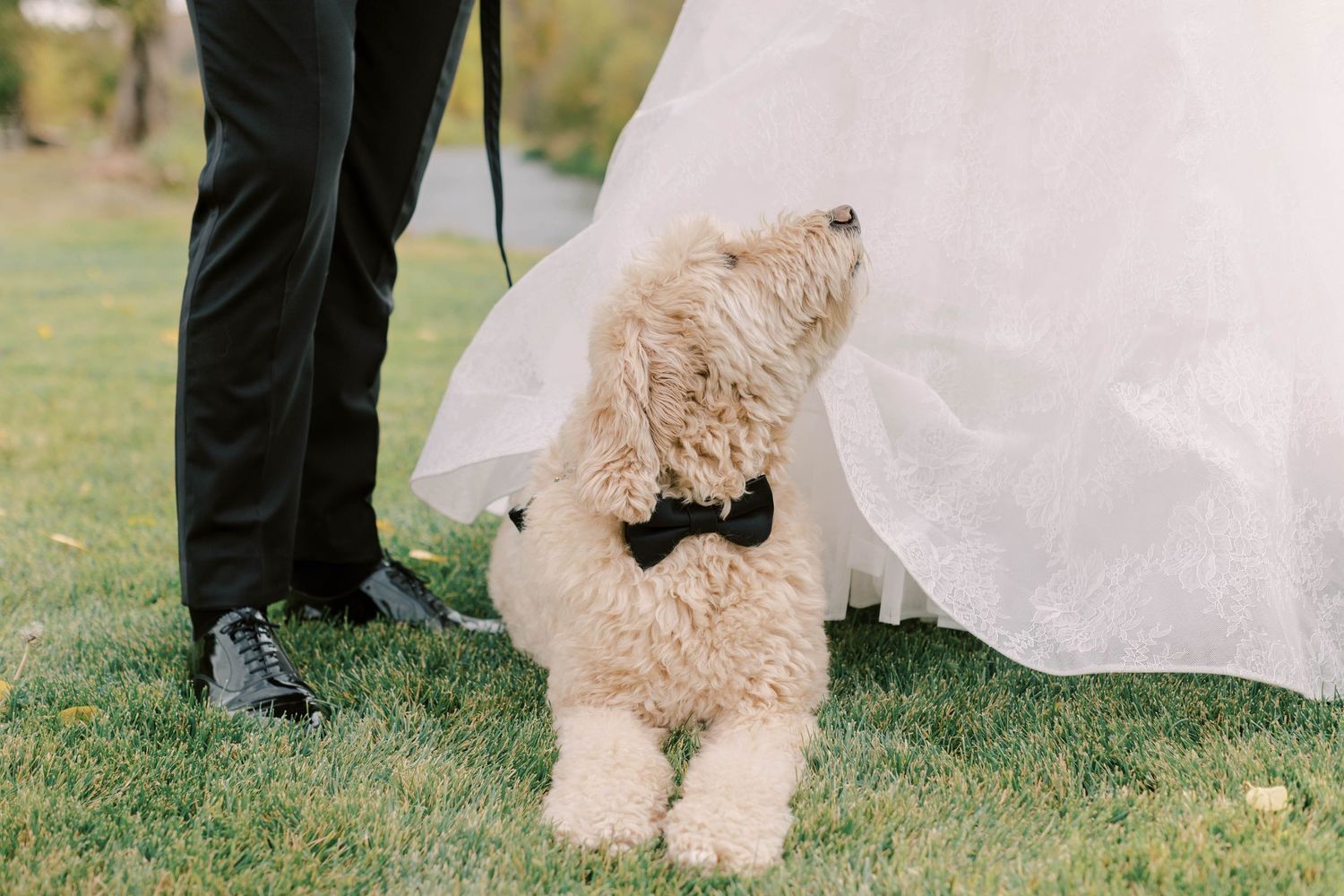 Close-up of goldendoodle dog with bowtie peeking under wedding dress.