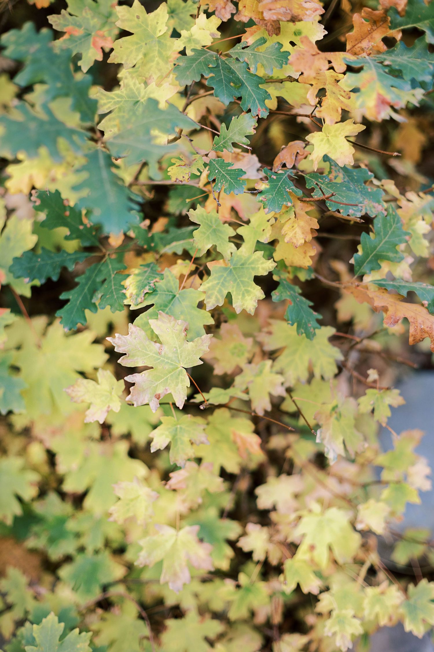 Colorful autumn maple leaves showing various shades of green and yellow in close-up detail.