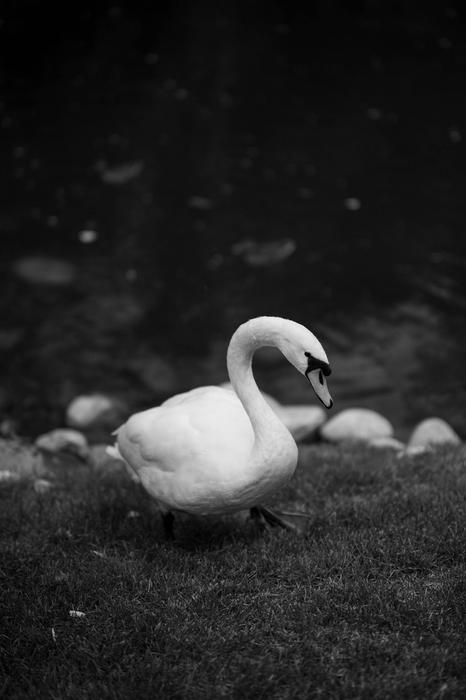 A black and white portrait of a white swan on grassy ground.