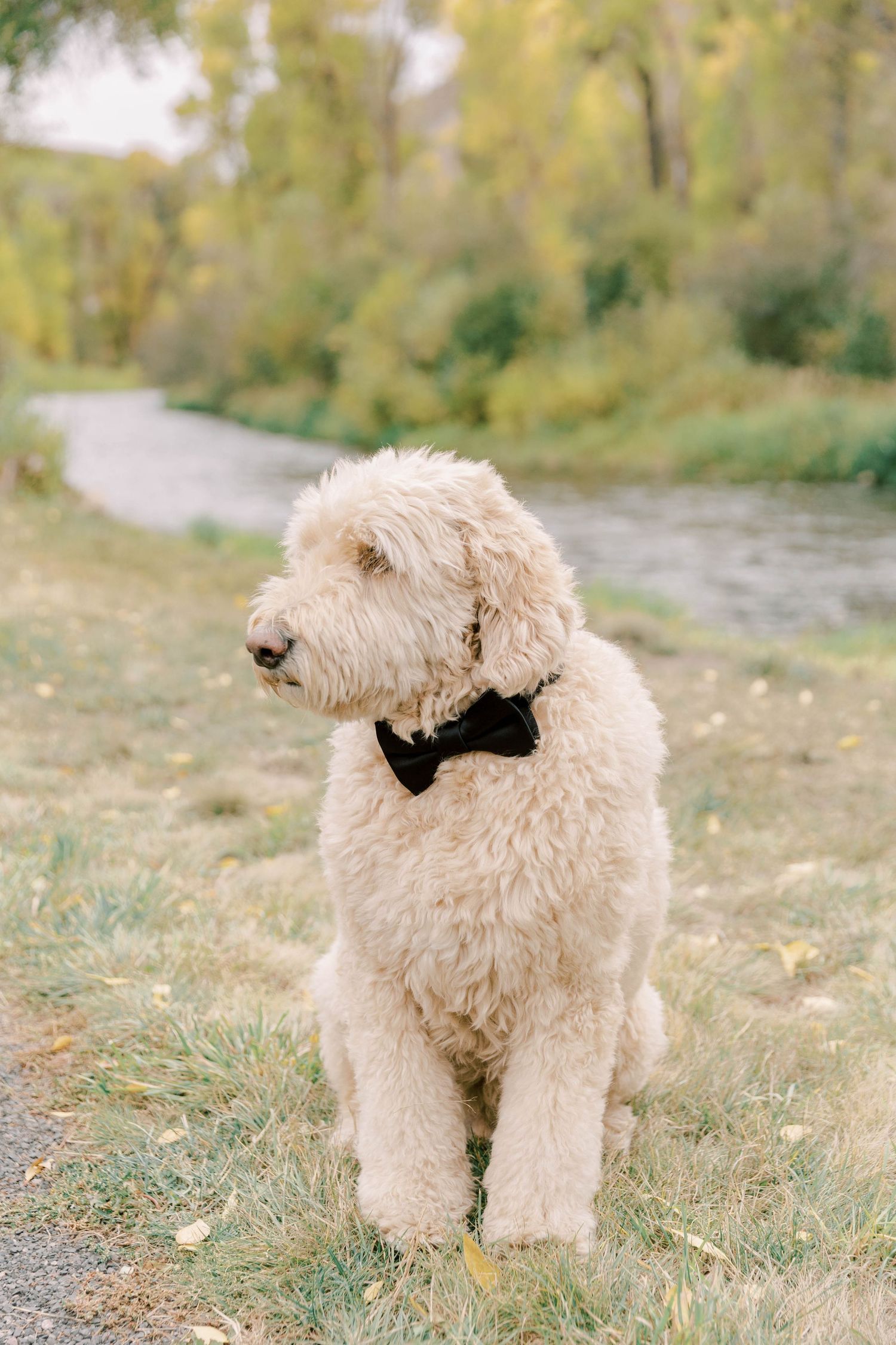 Goldendoodle dog wearing black bowtie sits on grass path near water.