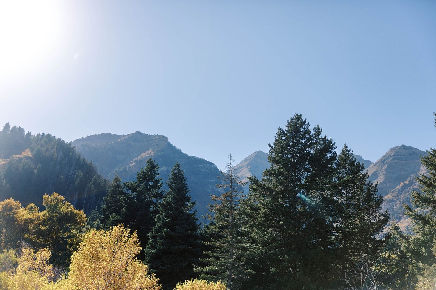 Mountain vista with evergreen trees and golden aspens against a clear blue sky.