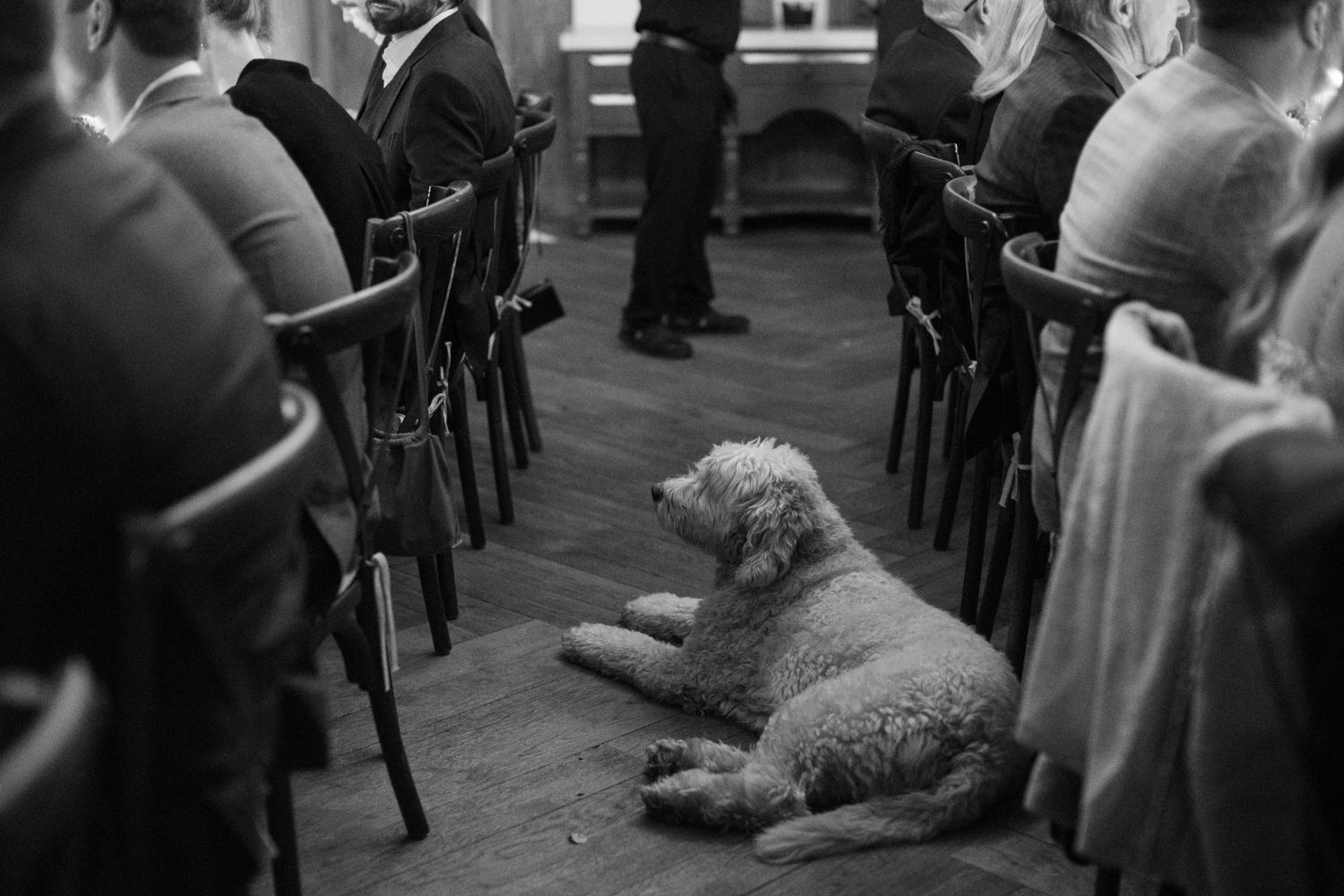 A curly-haired dog lying on the floor during an indoor event with people seated in chairs.