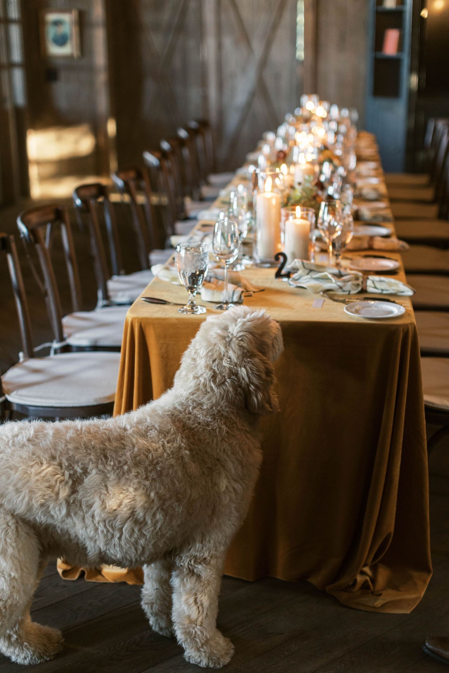 Fluffy white dog curiously looking at elegantly set dining table with candles.