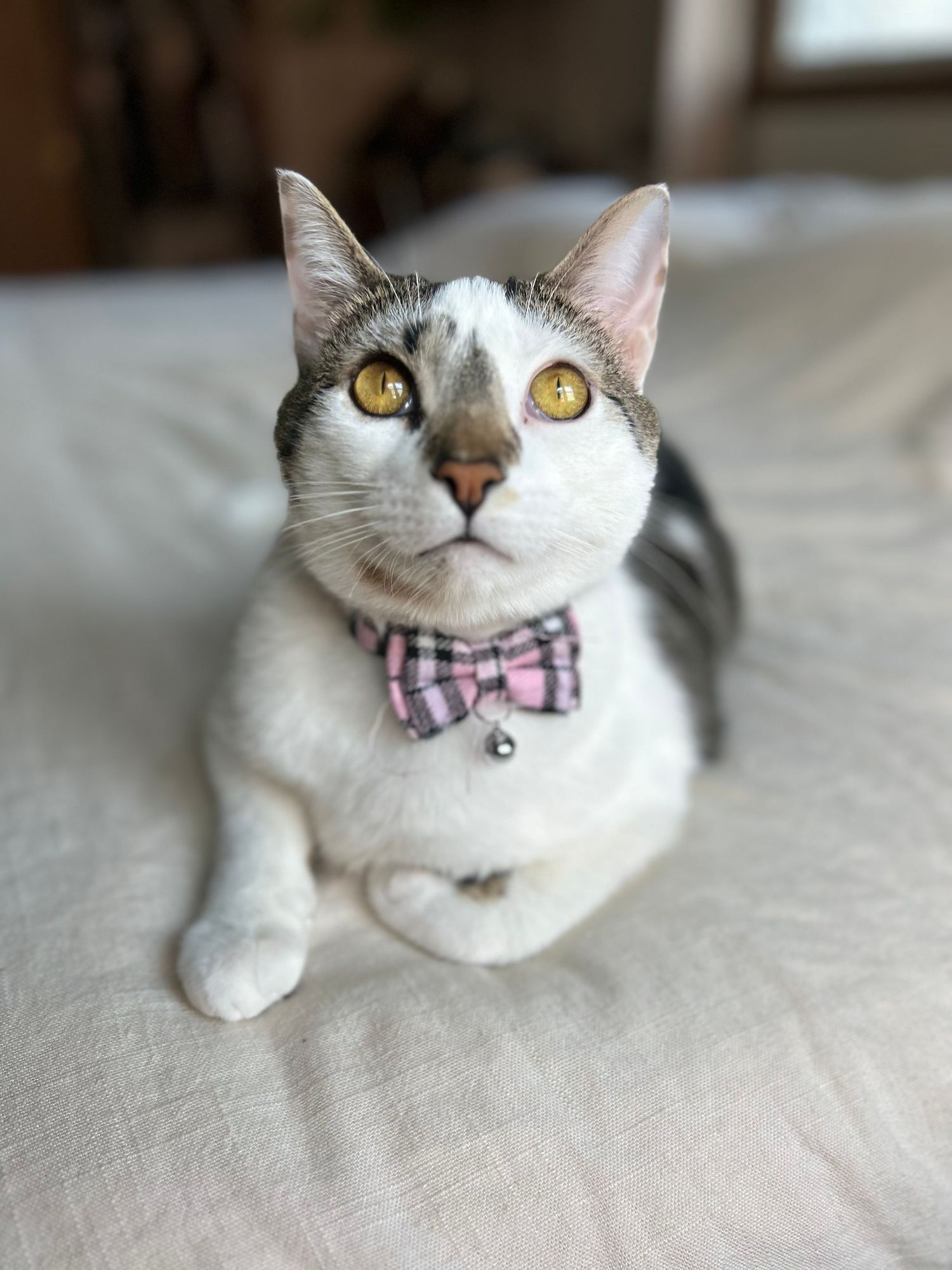 A white and gray cat with bright yellow eyes wears a pink plaid bow tie while resting.