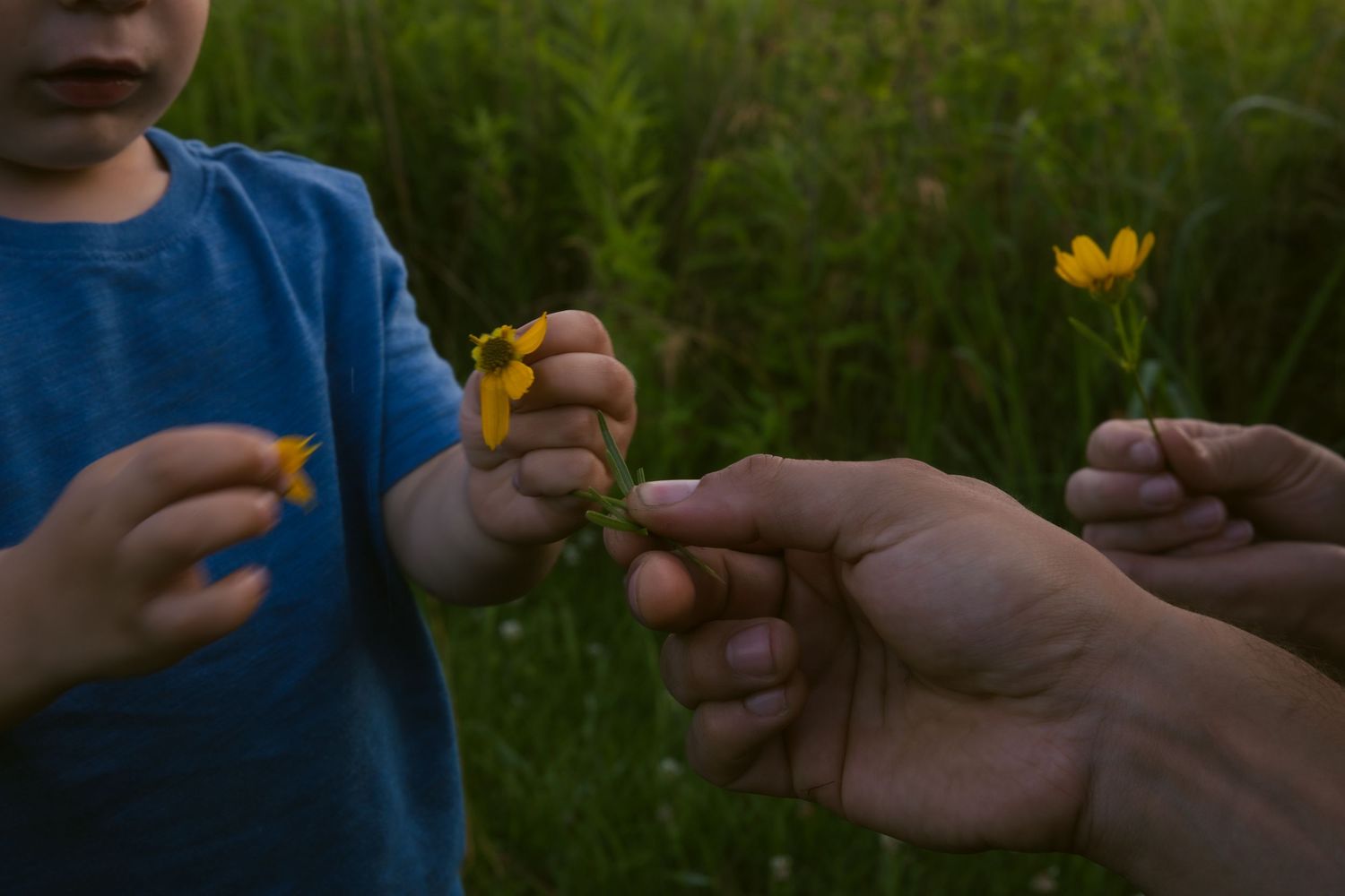 A close-up sequence of hands exchanging a small yellow flower in a grassy outdoor setting.