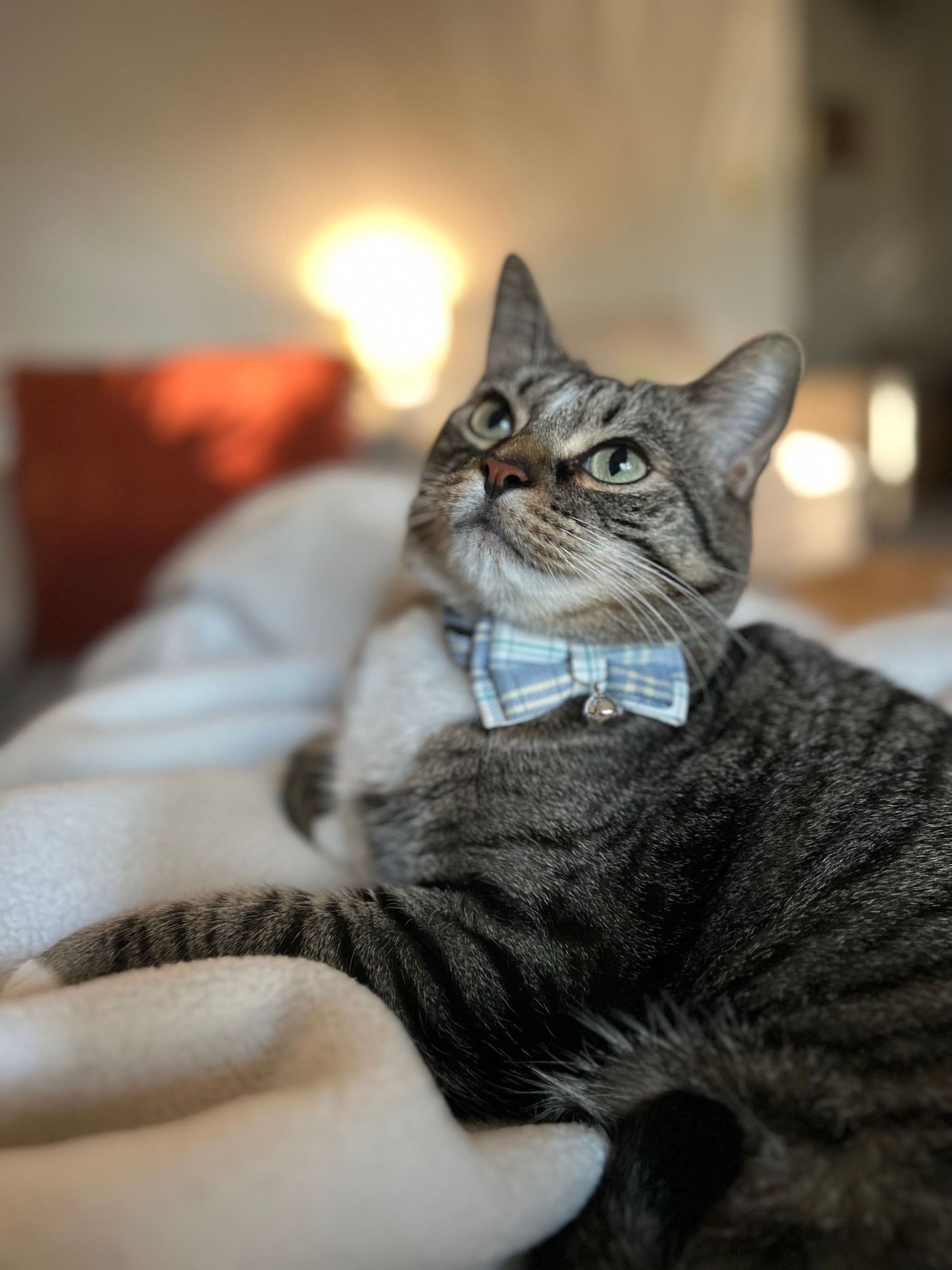 A gray tabby cat wearing a blue bow tie looks up while resting on light colored bedding.