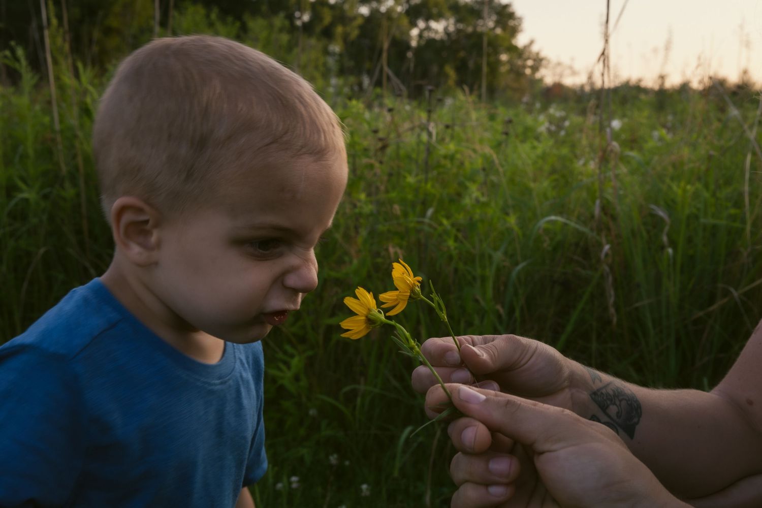 Hand holding a yellow flower in a green meadow at sunset with a child looking at it with curiosity.