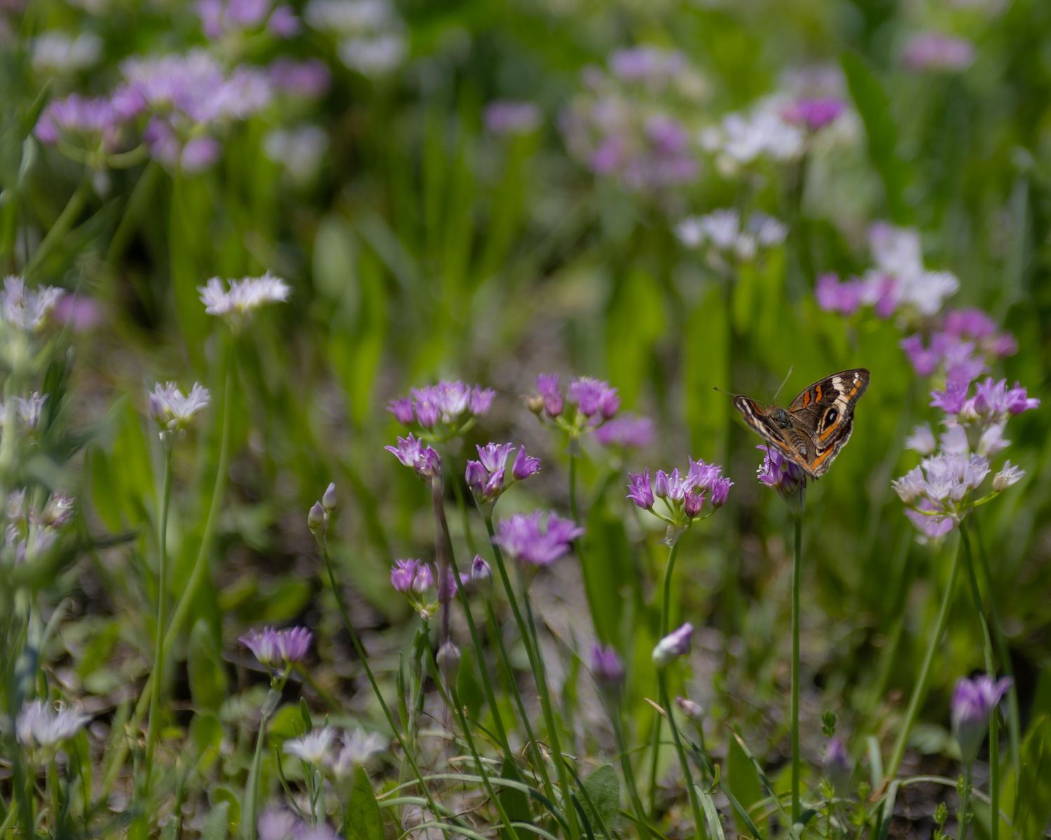 Fort Worth, TX wildflower Photography
