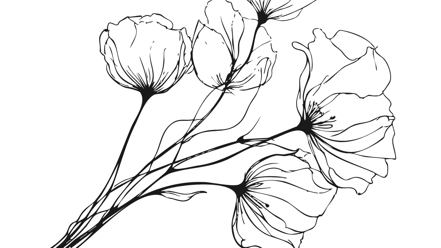 Delicate black and white line drawing of three poppy flowers with long stems and translucent petals.
