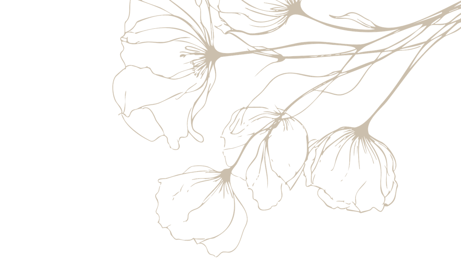 Delicate line drawing of cherry blossoms with thin brown branches and simple petal outlines.