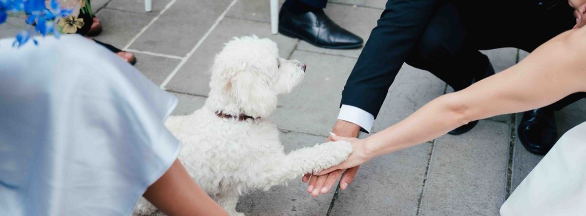 Small white dog receives attention during formal outdoor celebration.
