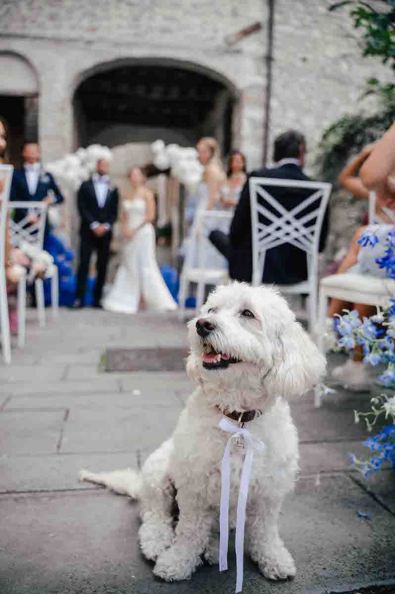 A fluffy white dog sits adorned with a ribbon at an outdoor wedding ceremony with stone walls and blue flowers.