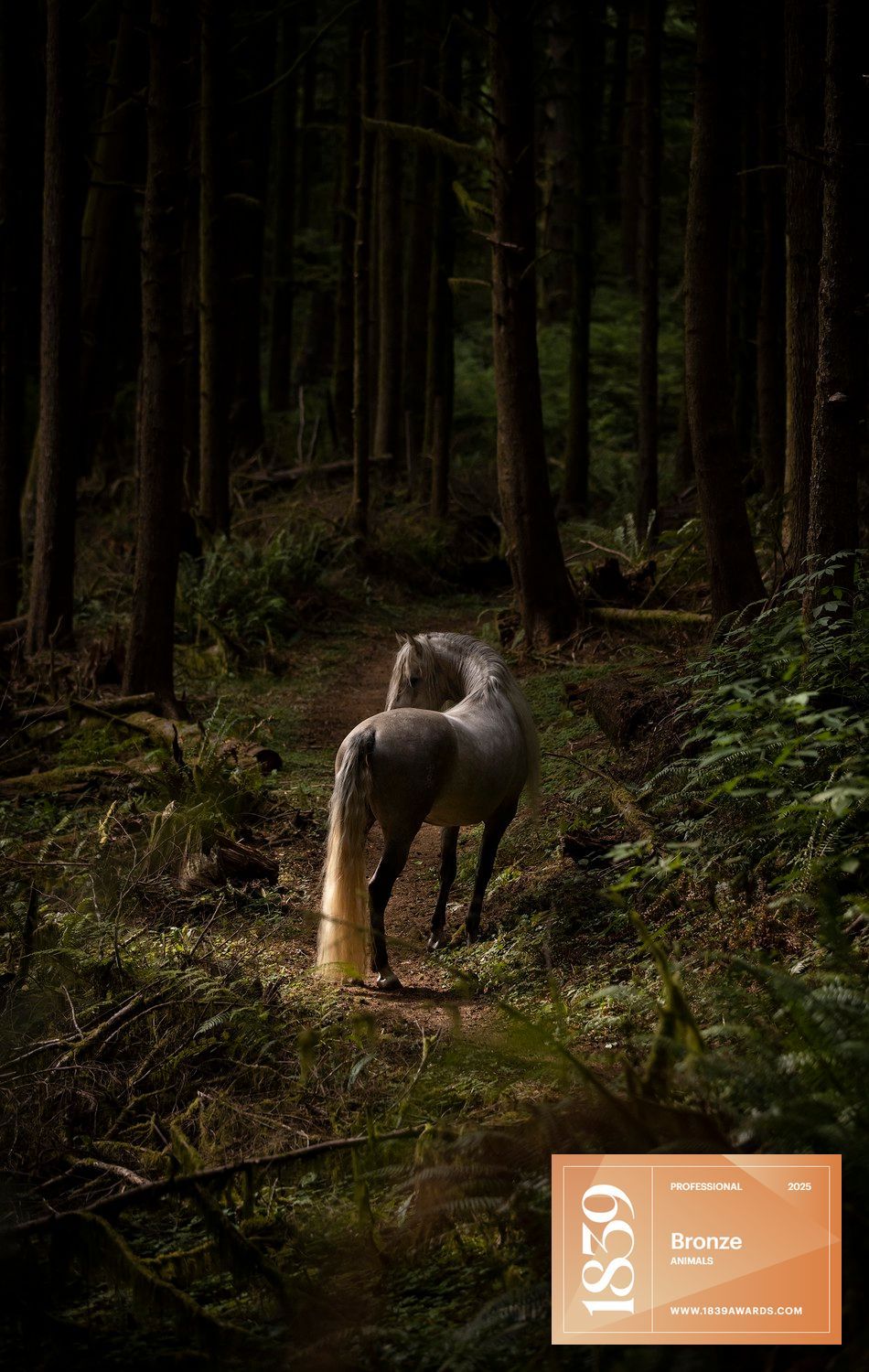 A majestic grey horse stands alone on a forest path amid towering dark trees and lush undergrowth.