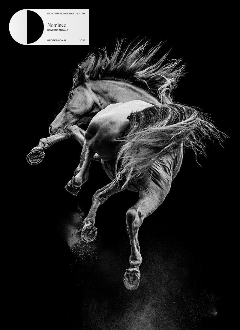 A dramatic black and white photo of a horse leaping with flowing mane against a dark background.