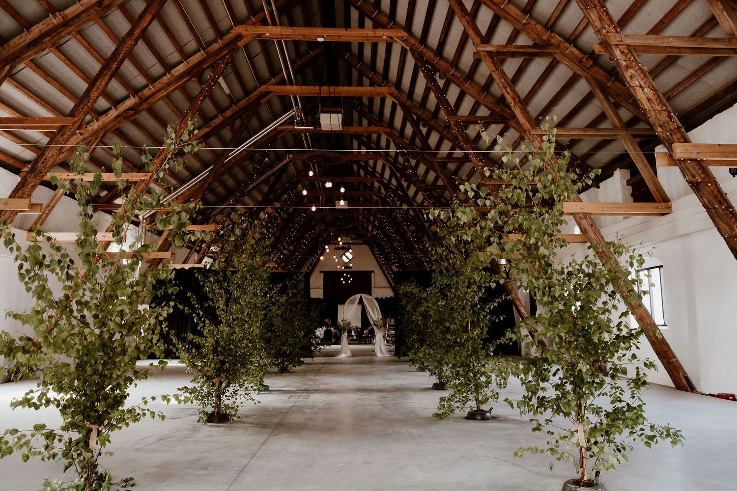 Rustic barn venue interior decorated with lush greenery trees lining a long white aisle for a wedding ceremony.
