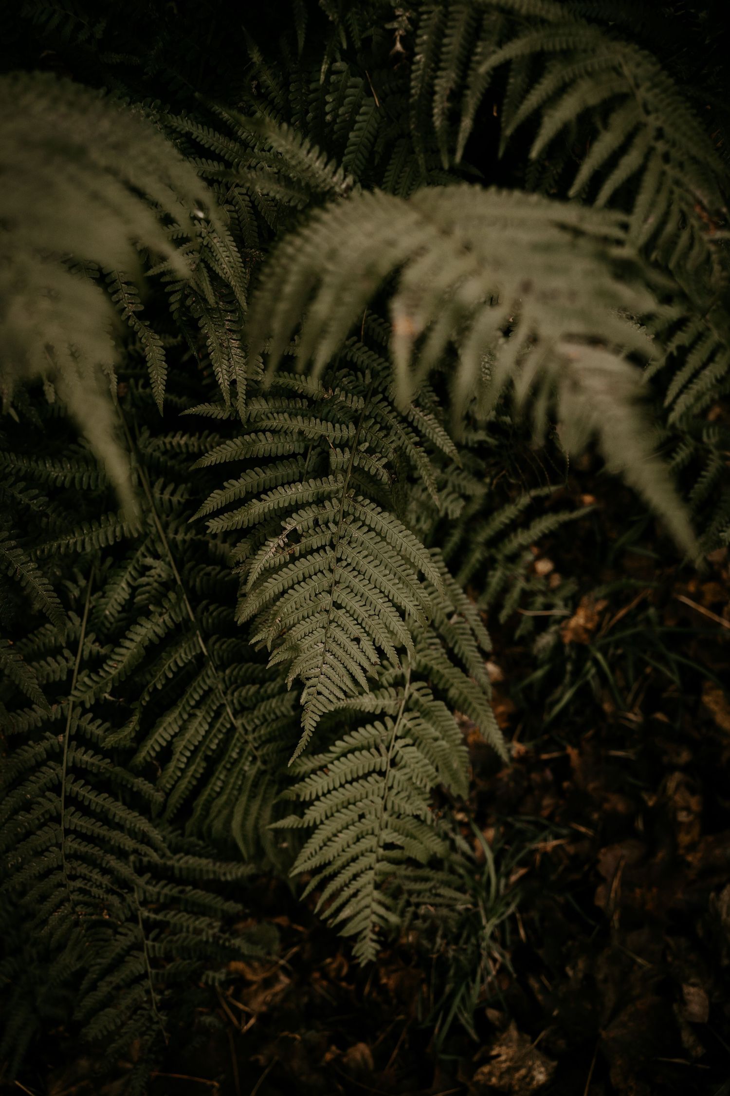 Dark moody close-up of lush fern fronds with delicate leaves in low light creating a mysterious forest atmosphere.